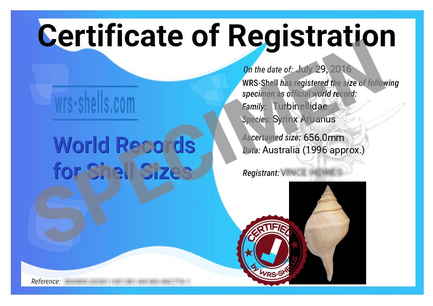 seashell size record certificate