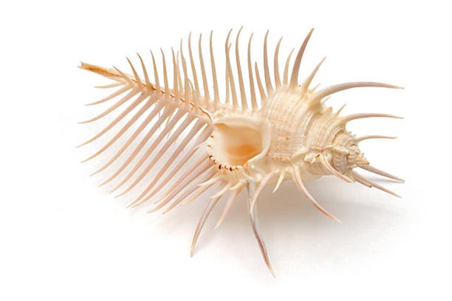 murex seashells