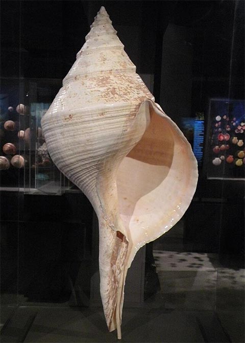 seashell size record
