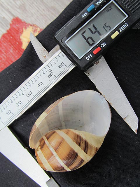 measuring seashells